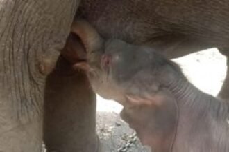 Stories of Sakrebail Elephant Camp