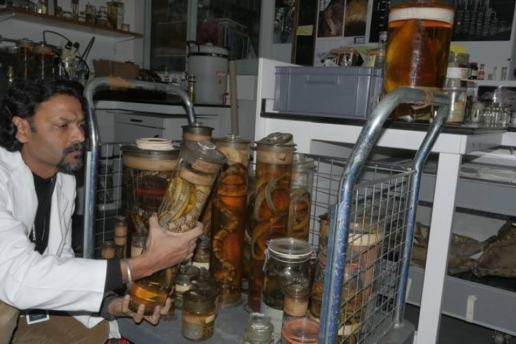 Agumbe snake research