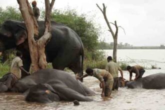 Malenadu today exclusive | Why don't the campers leave the forest and come to the camp?