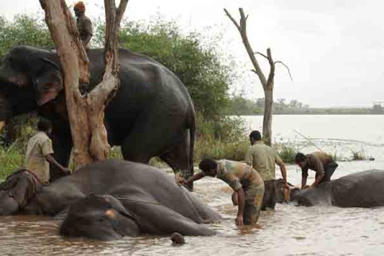 Malenadu today exclusive | Why don't the campers leave the forest and come to the camp?