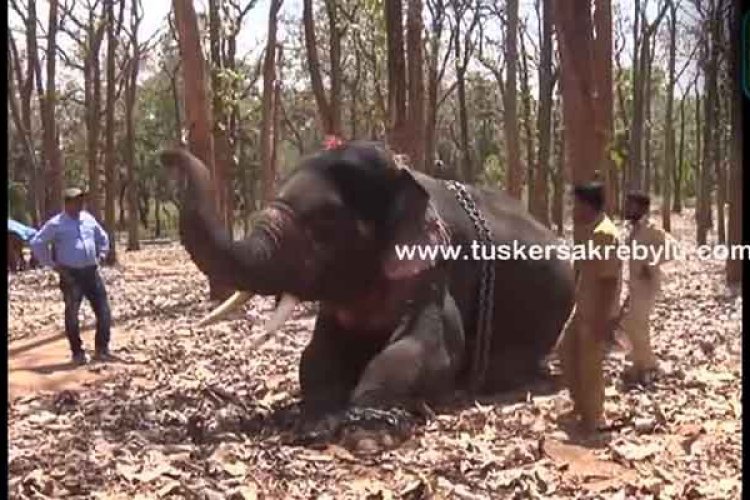 story of blind elephant in sakrebail