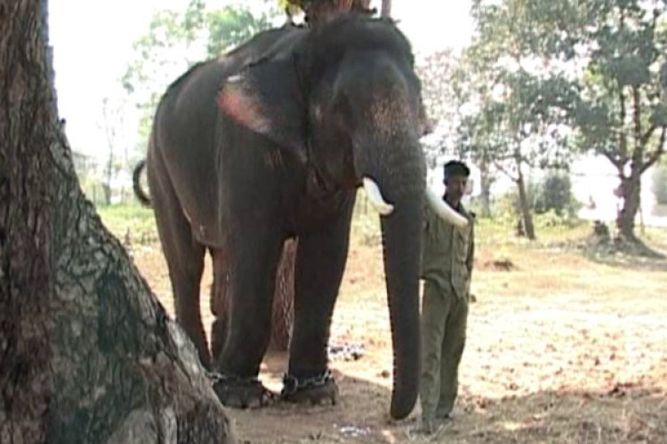 elephant camp,dubare elephant camp,sakrebailu elephant camp,