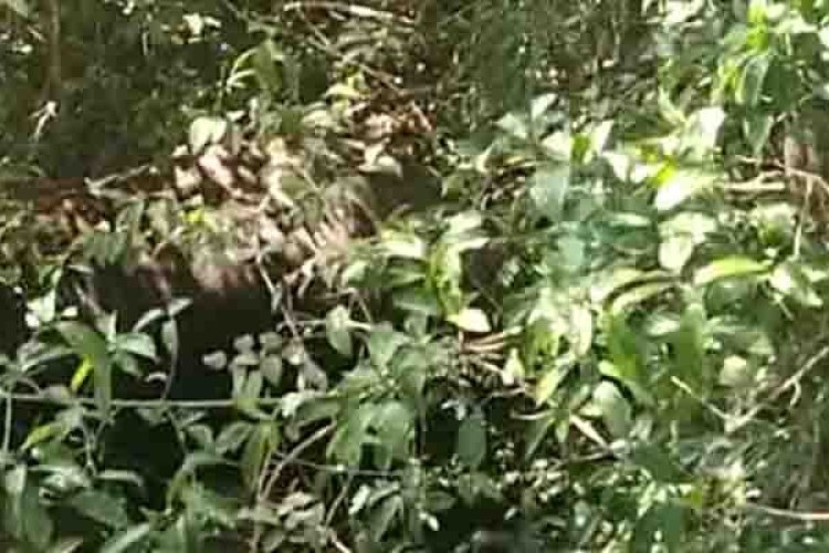 Wild Tusker sakrebylu