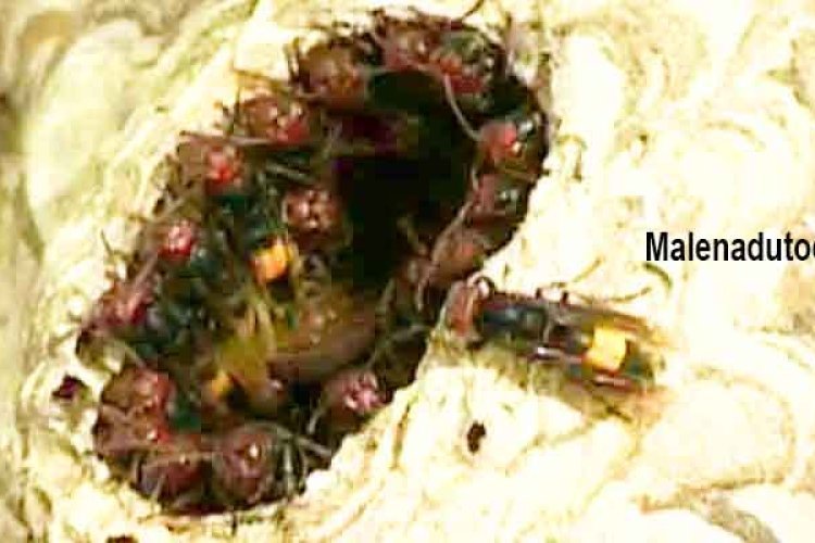 asian giant hornet aggressive to humans in malenadu today