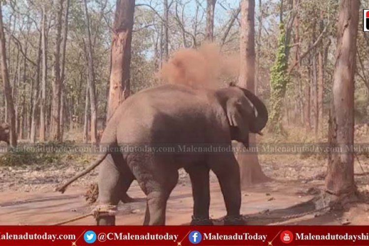 ಆನೆ ಸಾಕಲು ಸಹ ಸರ್ಕಾರಕ್ಕೆ ಬಡತನವೇ?  ಸಂಖ್ಯೆ ಕಡಿಮೆ ಮಾಡುವ ನಿರ್ಧಾರದ ಹಿಂದಿನ  ಕಾರಣವೇನು ಗೊತ್ತಾ? ಗಜಪಡೆಯಿಂದಲೂ ದುಡಿಮೆ ನಿರೀಕ್ಷಿಸಿತೆ ಇಲಾಖೆ!