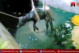 ರಾಜಕಾಲುವೆಗೆ ಬಿದ್ದ ಎಮ್ಮೆ! ಜೆಸಿಬಿ ಬಳಸಿ ಅಗ್ನಿಶಾಮಕ ಸಿಬ್ಬಂದಿಯಿಂದ ರಕ್ಷಣೆ!