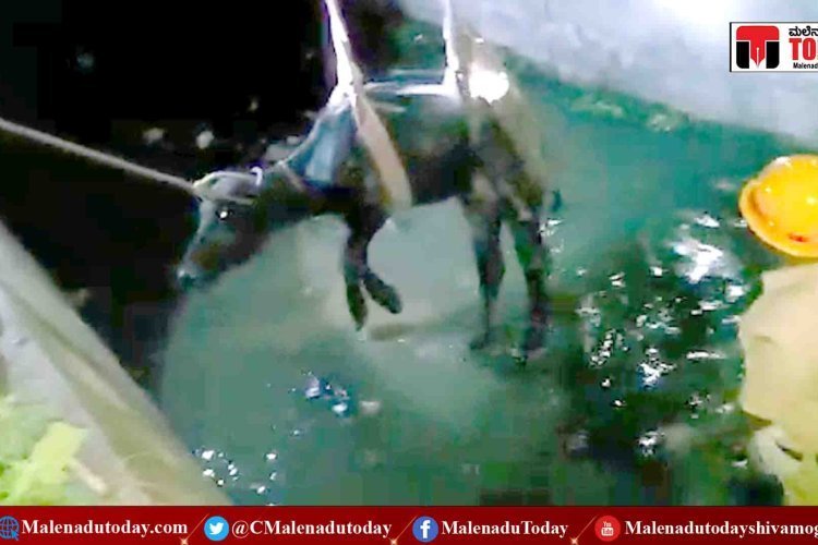 ರಾಜಕಾಲುವೆಗೆ ಬಿದ್ದ ಎಮ್ಮೆ! ಜೆಸಿಬಿ ಬಳಸಿ ಅಗ್ನಿಶಾಮಕ ಸಿಬ್ಬಂದಿಯಿಂದ ರಕ್ಷಣೆ!