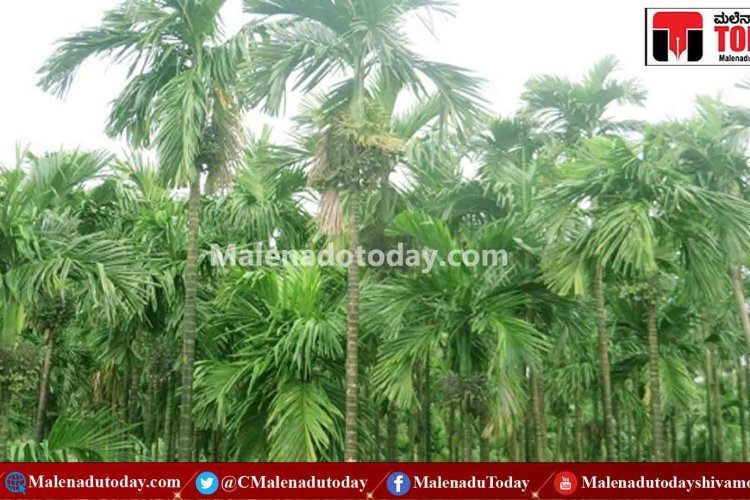 ಮುಂಗಾರು ಆಗಮನಿಸುತ್ತಿರುವ ಹಿನ್ನೆಲೆ ಅಡಿಕೆ ಬೆಳೆಗಾರರಿಗೆ  ಮುಂಜಾಗ್ರತೆಯ ಸಲಹೆ ನೀಡಿದ ತೋಟಗಾರಿಕೆ ಇಲಾಖೆ ! ಏನದು ವಿವರ ಇಲ್ಲಿದೆ