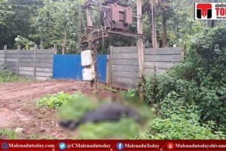 ಮೆಸ್ಕಾಂ ಟ್ರಾನ್ಸ್​ಫಾರಮ್​ ಬಳಿ ಶಾಕ್!   ಅಪಾಯದ ಎಚ್ಚರಿಕೆ ನೀಡಿ  ಬಲಿಯಾಯ್ತು ಮೂಕ ಜೀವ!