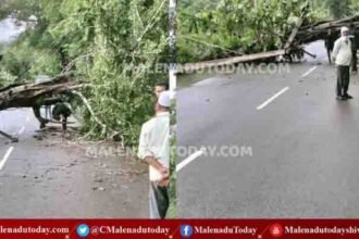 ಮಳೆ, ಗಾಳಿಗೆ  ಶಿವಮೊಗ್ಗ-ತಿರ್ಥಹಳ್ಳಿ ಹೆದ್ದಾರಿ ಮೇಲೆಯೇ ಉರುಳಿ ಬಿದ್ದ ಮರ!