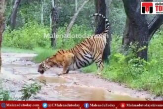 ಕಾಡು ದಾರಿಯಲ್ಲಿ ಅಡ್ಡ ಸಿಕ್ಕ ಹುಲಿರಾಯ! ಮಳೆ ನೀರು ಕುಡಿವ ವ್ಯಾಘ್ರ ರೂಪ  ಇದೀಗ ವೈರಲ್​!