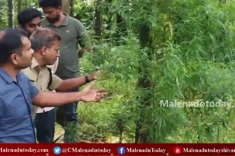 ತೀರ್ಥಹಳ್ಳಿಯಲ್ಲಿ ತೋಟದಲ್ಲಿ ನಡೆಯುತ್ತಿದ್ದ ಗಾಂಜಾ ಕೃಷಿಗೆ ಪೊಲೀಸರು ನೀಡಿದ್ರು ಶಾಕ್!