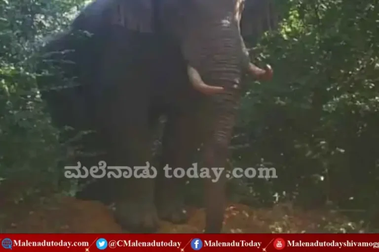 ಆಗುಂಬೆ ಸುತ್ತಮುತ್ತ ಕಾಣಿಸಿಕೊಳ್ತಾ ಮತ್ತೆರಡು ಆನೆಗಳು! ಎಲ್ಲಿಂದ ಬಂದ್ವು ಗಜಪಡೆ!?