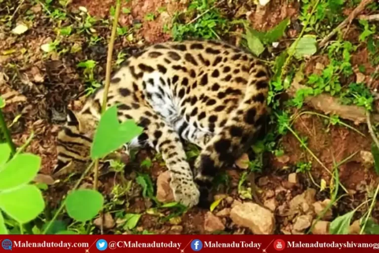 ಚಿರತೆಯೋ? ಬೆಕ್ಕೋ? ಇದು ಎರಡು ಹೌದು! ಪತ್ತೆಯಾಯ್ತು ಅಪರೂಪದ ಜೀವಿ!