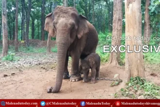 ತಾನೆ ಹೆತ್ತ ಮರಿಗಳ ಸಾವಿಗೆ ಕಾರಣ ಎನಿಸಿದವಳು ತನ್ನ ನಾಲ್ಕನೇ ಕುಡಿಯನ್ನಾದರೂ ಬದುಕಿಸುತ್ತಾಳಾ? JP ಬರೆಯುತ್ತಾರೆ