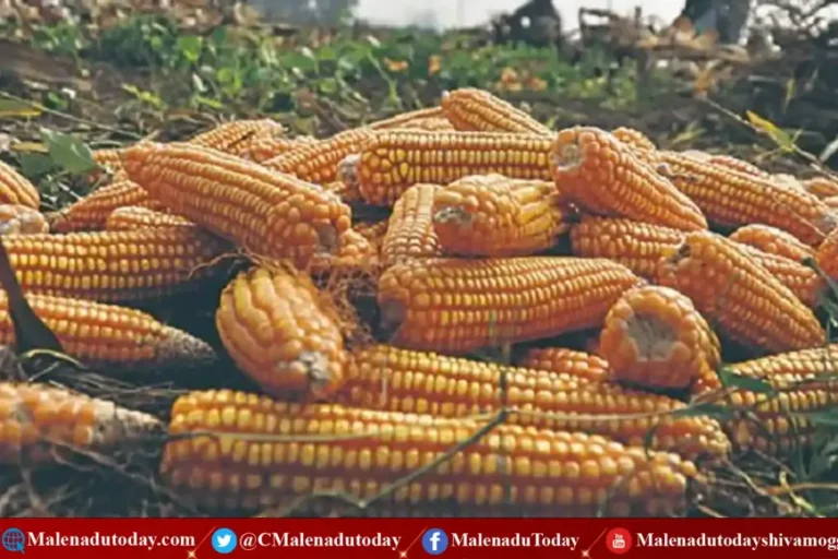 ಮೆಕ್ಕೆಜೋಳ ಪ್ರತಿ ಕ್ವಿಂಟಲ್ಗೆ ರೂ.2250 ! ಸರ್ಕಾರದ ಸಂಸ್ಥೆಯಿಂದಲೇ ನೇರ ಖರೀದಿ! ಇಲ್ಲಿದೆ ವಿವರ!?