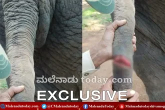 ಬಾನುಮತಿ ಬಾಲ ಕಡಿದವರು ಯಾರು!? ಅಮಾಯಕರಿಗೆ ಶಿಕ್ಷೆ ಆಗ್ತಿದ್ಯಾ? ಸಕ್ರೆಬೈಲ್ ಬಿಡಾರದ ಅಂದರ್ ಕೀ ಬಾತ್!