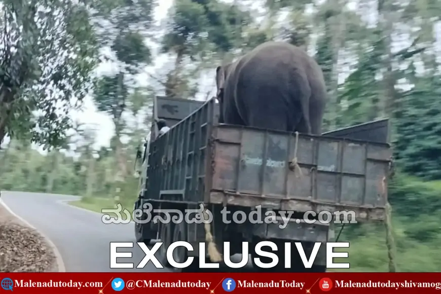 ಮೂರು ಕಾಡಾನೆ ಹಿಡಿದು ರೇಡಿಯೋ ಕಾಲರಿಂಗ್ ಅಳವಡಿಸಲು ಆದೇಶ! ಏನಿದು ವಿಚಾರ
