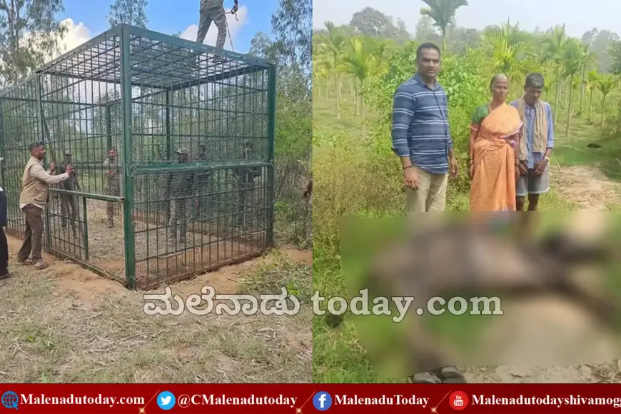 ಬಂಡೀಪುರದಲ್ಲಿ ಹುಲಿ ಹಿಡಿಯಲು ಶಿವಮೊಗ್ಗದಿಂದ ಟ್ರ್ಯಾಪ್​ ಕೇಜ್ ಶಿಫ್ಟ್ |  ಉಂಬ್ಳೆ ಬೈಲ್​ನಲ್ಲಿ ಶುರುವಾಯ್ತು ವ್ಯಾಘ್ರ ಆತಂಕ!