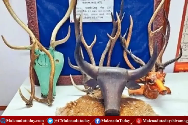 ಬೆಂಗಳೂರು  ನಲ್ಲಿ ಜಿಂಕೆ ಚರ್ಮ, ಕೊಂಬು ಮಾರುತ್ತಿದ್ದ ಶಿವಮೊಗ್ಗದ ಸಾಗರ ಮೂಲದ ವ್ಯಕ್ತಿ ಬಂಧನ