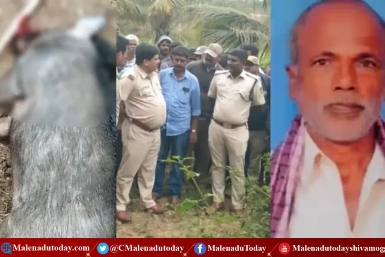 ನೀರು ಹಾಯಿಸ್ತಿದ್ದ ಯಜಮಾನರನ್ನ ದಾಳಿ ನಡೆಸಿ ಸಾಯಿಸಿದ ಹಂದಿ! ಸಿಟ್ಟಿಗೆದ್ದ ಗ್ರಾಮಸ್ಥರು! ಅಚ್ಚರಿಯ ಕೇಸ್​ ಇದು!