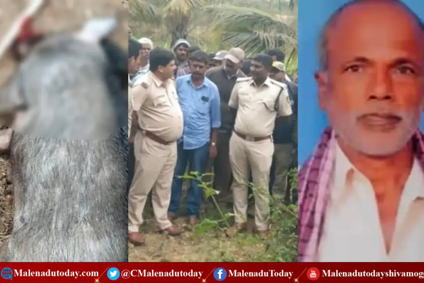 ನೀರು ಹಾಯಿಸ್ತಿದ್ದ ಯಜಮಾನರನ್ನ ದಾಳಿ ನಡೆಸಿ ಸಾಯಿಸಿದ ಹಂದಿ! ಸಿಟ್ಟಿಗೆದ್ದ ಗ್ರಾಮಸ್ಥರು! ಅಚ್ಚರಿಯ ಕೇಸ್​ ಇದು!