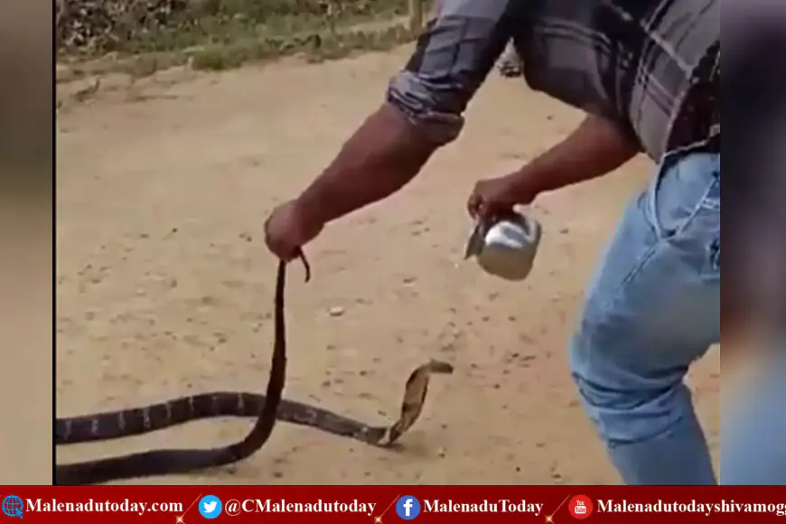 ಸಿಕ್ಕಿಬಿದ್ದ ಕಾಳಿಂಗ ಸರ್ಪದ ತಲೆ ಮೇಲೆ ಬಿತ್ತು ನೀರು!! ವೈರಲ್ ವಿಡಿಯೋ