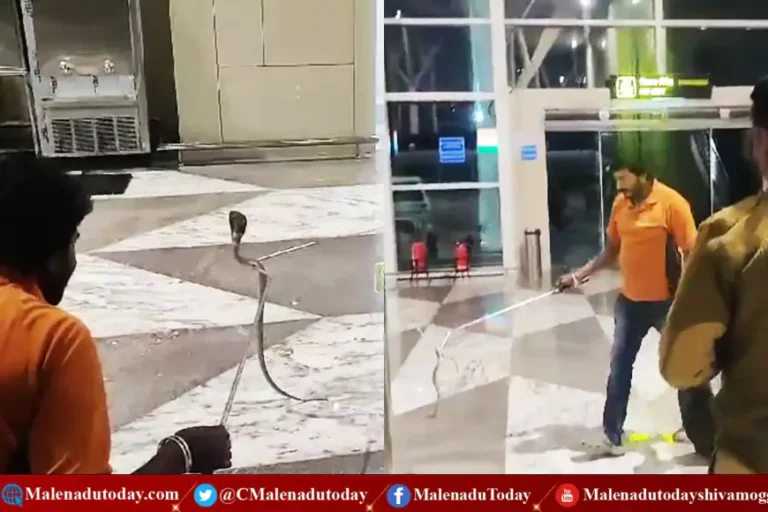 ಶಿವಮೊಗ್ಗ ವಿಮಾನ ನಿಲ್ದಾಣದಲ್ಲಿ ನಾಗರ ಹಾವು! ಸ್ನೇಕ್ ಕಿರಣ್ ಸೆರೆಹಿಡಿದ ದೃಶ್ಯ ಸಖತ್ ರೋಚಕ