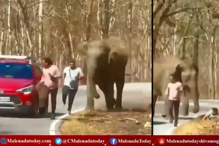 wild elephant chasing | ಬೆನ್ನಟ್ಟಿಕೊಂಡು ಬಂದ ಕಾಡಾನೆ! ಕೆಳಕ್ಕೆ ಬಿದ್ದವನ ಅದೃಷ್ಟ ಚೆನ್ನಾಗಿತ್ತು! ವಿಡಿಯೋ ನೋಡಿ