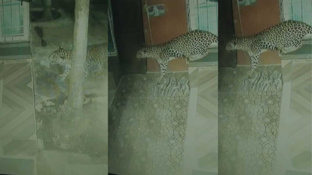 leopard