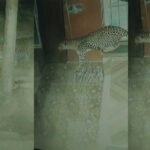 leopard