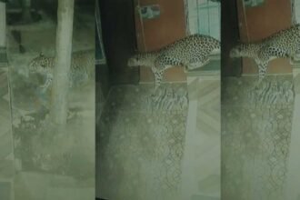 leopard