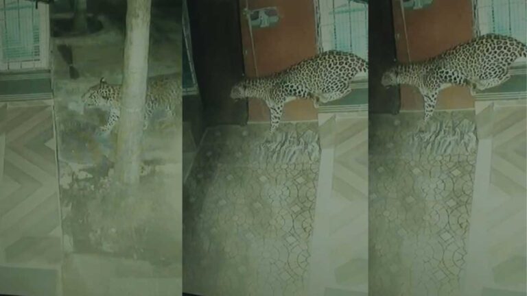 leopard