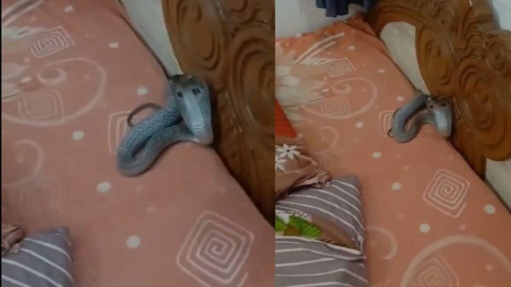 snake rescue :