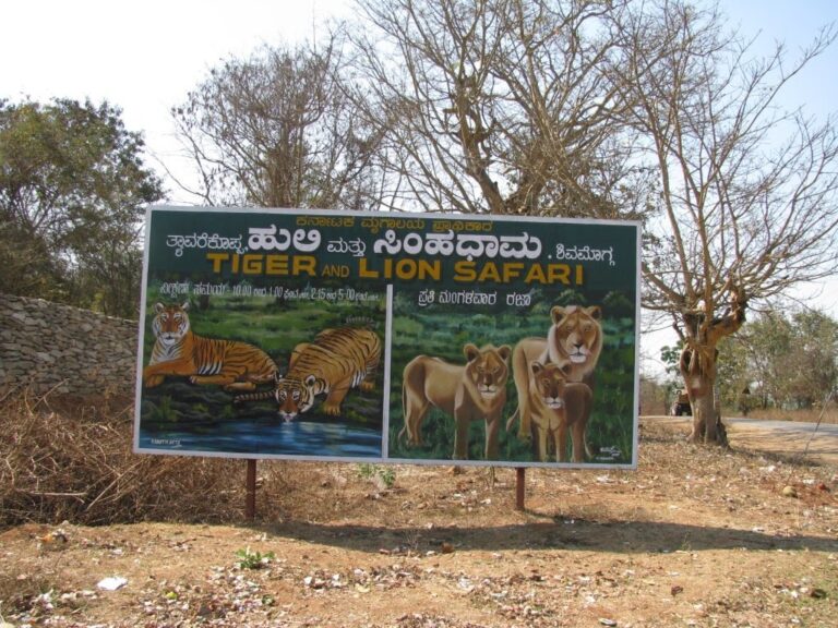 Tyavarekoppa Safari tyavarekoppa Safari Lion and Tiger Safari Tyavarekoppa Tiger-Lion Safari to Exchange Animals with Zoos tyavarekoppa tiger and lion safari