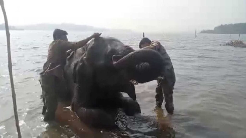 sakrebailu elephant