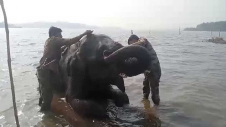 sakrebailu elephant