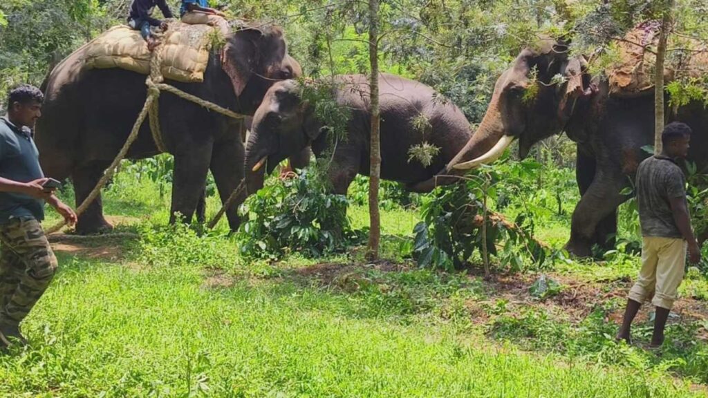 elephant : ಅನೇಕರನ್ನು ಬಲಿ ಪಡೆದಿದ್ದ ಆನೆ ಕೊನೆಗೂ ಸೆರೆ | ಹೇಗಿತ್ತು ಕಾರ್ಯಾಚರಣೆ 1 elephant