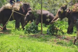 elephant