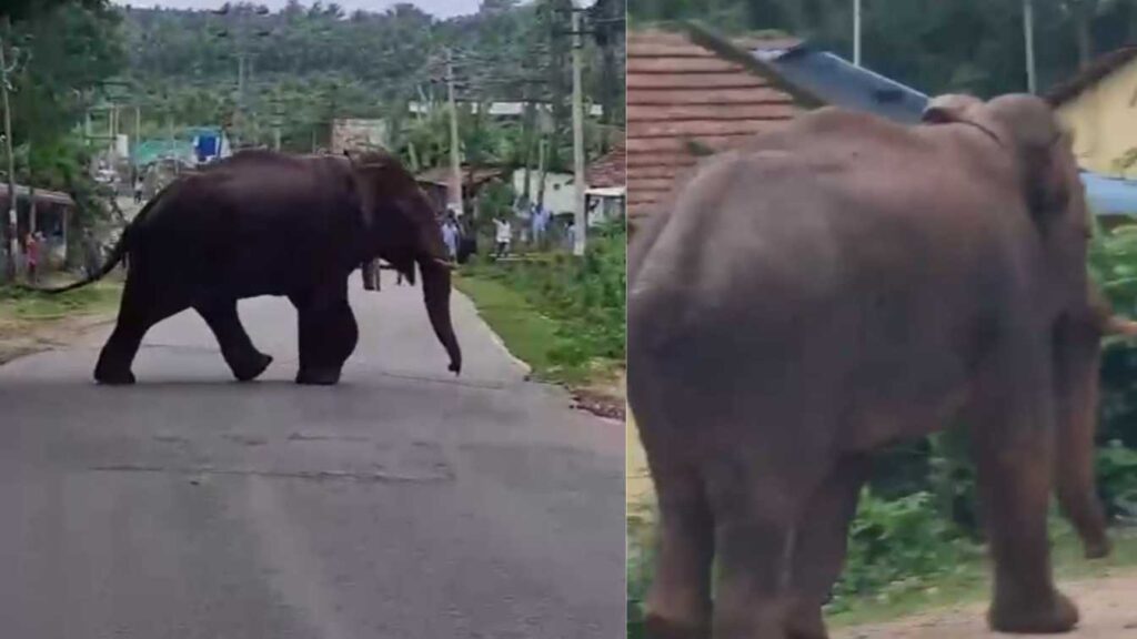 elephant ಬಿದರನ್ನು ಅರಸಿಕೊಂಡು ಶೆಟ್ಟಿಹಳ್ಳಿ ಕಾಡು ಸೇರುತ್ತಿವೆ ಹೊಸ ಆನೆಗಳು 1 elephant