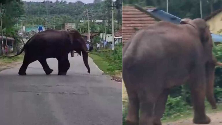 elephant