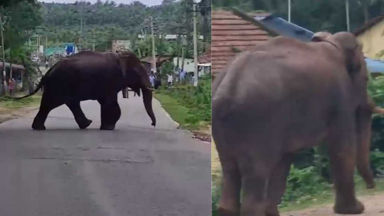 elephant