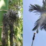 arecanut poisson