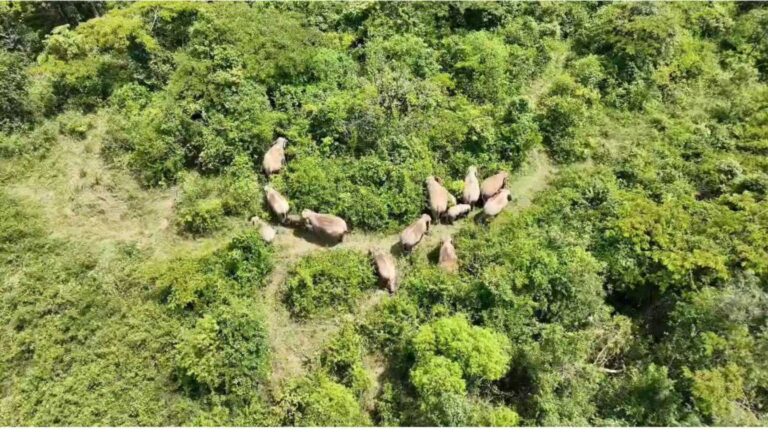 wild elephant