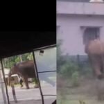 elephant in hulikal ghat