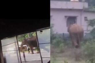 elephant in hulikal ghat