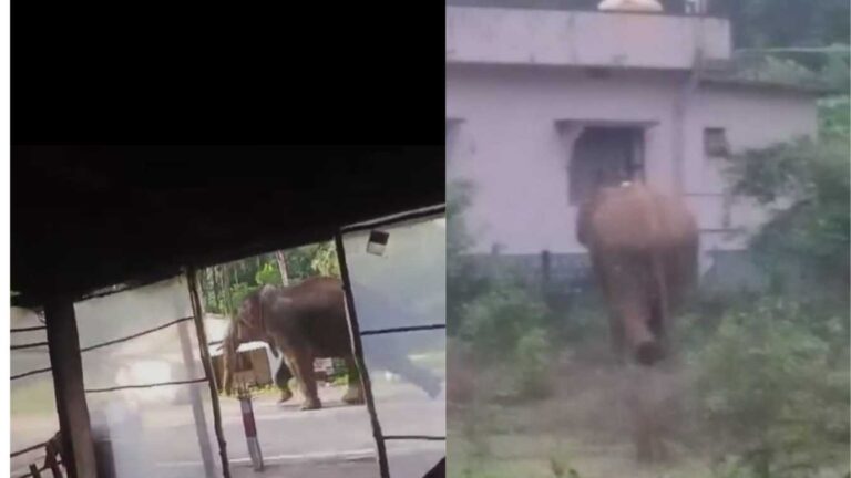 elephant in hulikal ghat