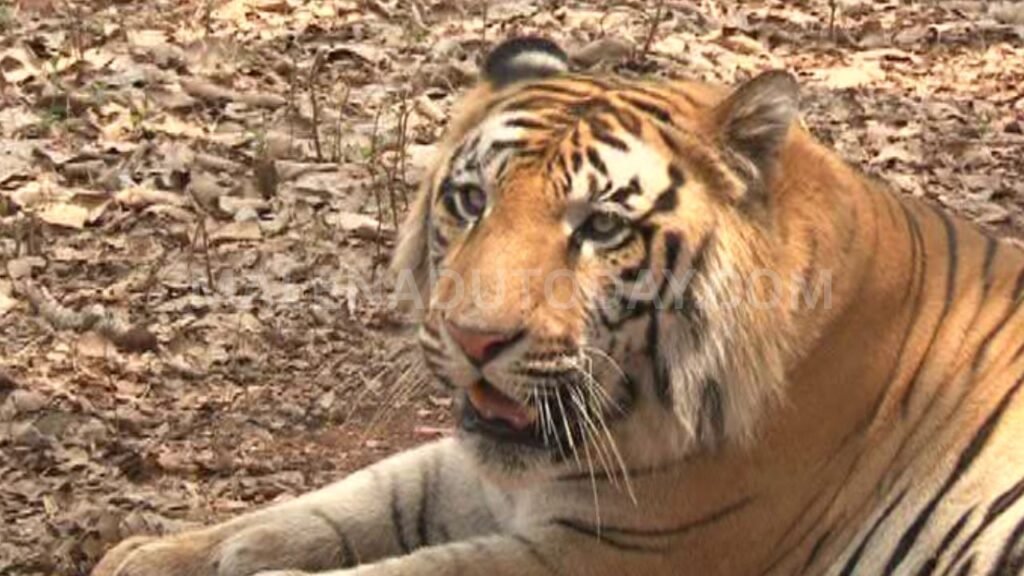 tiger in lion safari