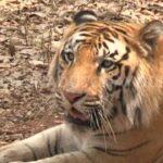 tyavarekoppa lion and tiger safari