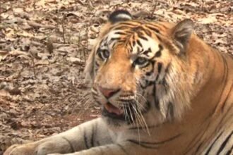 tyavarekoppa lion and tiger safari